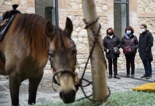 Varias transeúntes observan el caballo atado a un árbol mientras su dueño presentaba la documentación