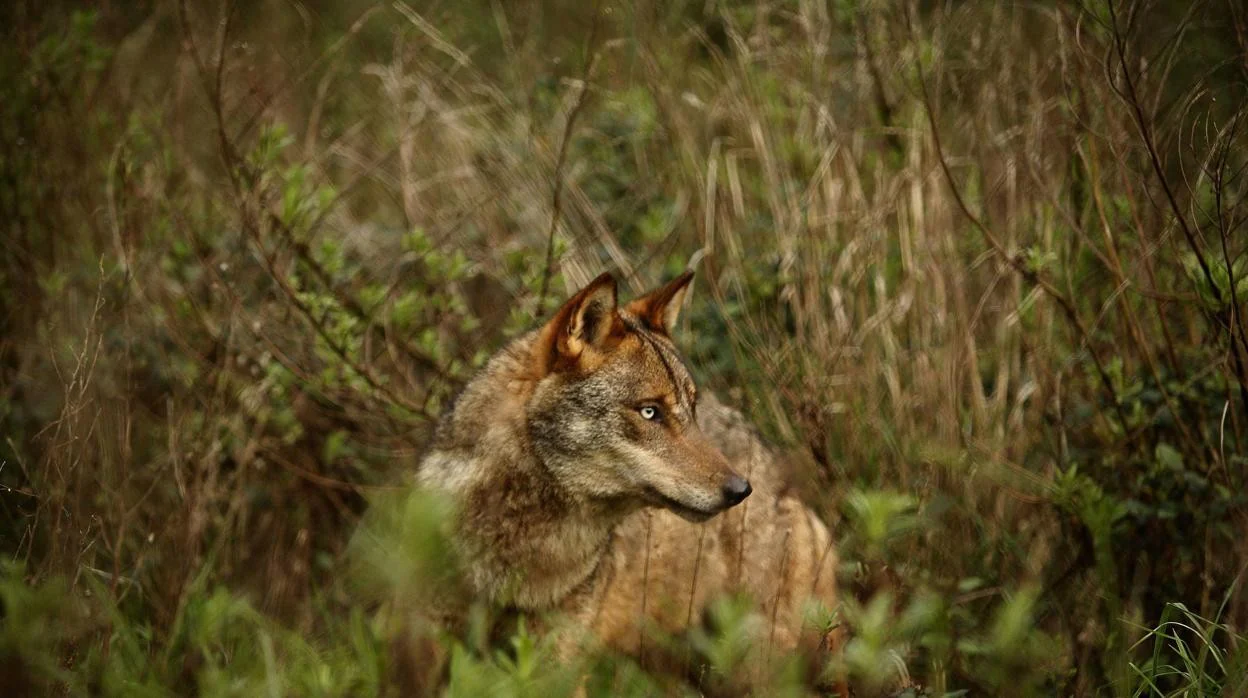 Cuatr regiones albergan el 95 por ciento de los lobos de España