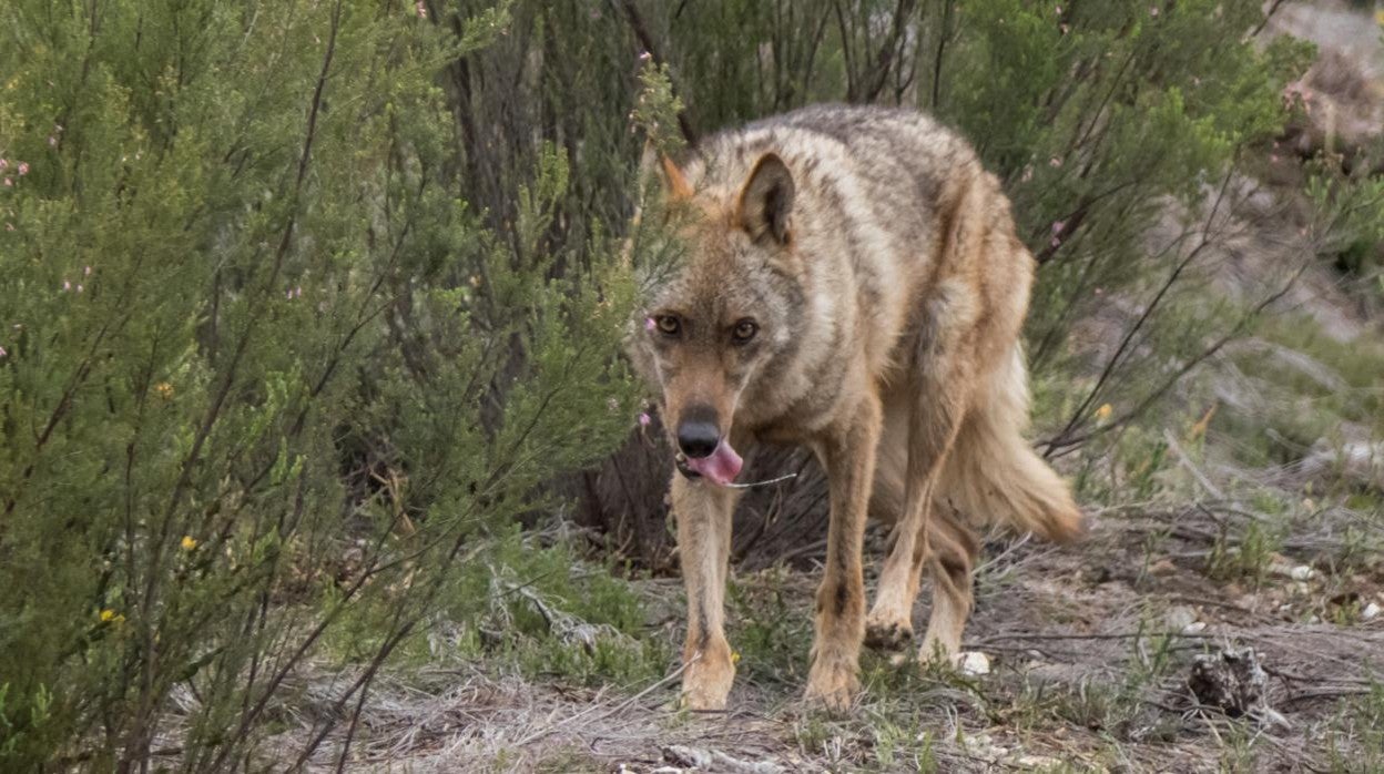 Castilla y León, Asturias, Cantabria y Galicia logran paralizar la aprobación de la Estrategia del Lobo