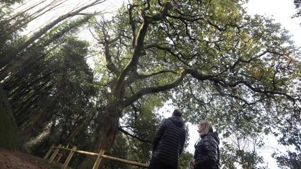 El Árbol del Año de España: historia de Galicia a través de un carballo