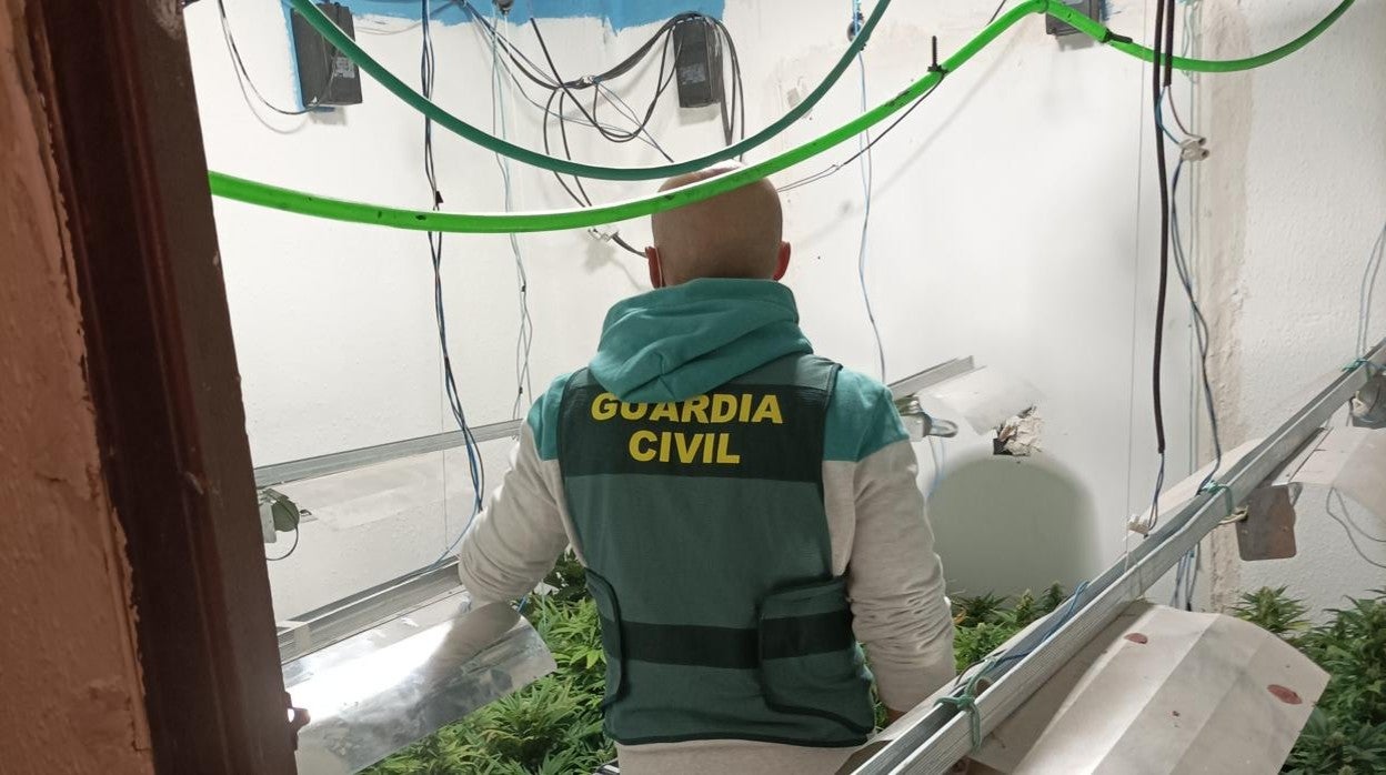 Imagen tomada durante la desmantelación de una plantación de marihuana en Castellar-Oliveral (Valencia)