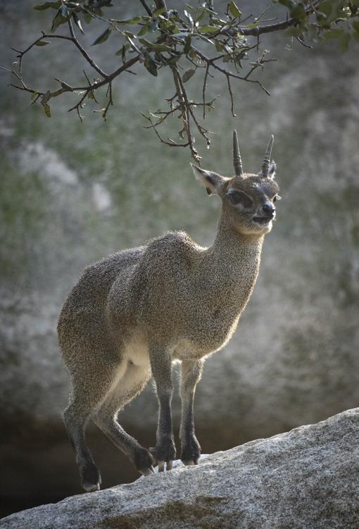 Bioparc Valencia celebra el 25 aniversario de Calypso, el único saltarrocas que puede verse en Europa