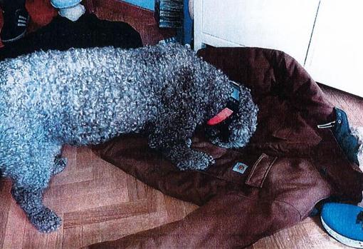 Un perro policía busca sangre en el chaquetón de Sergio S. M.
