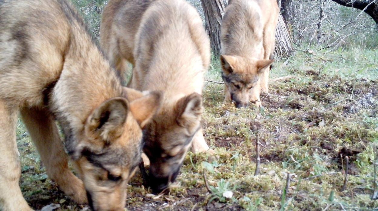 Ejemplares del lobo ibérico (cani lupus signatus) en la provincia de Soria