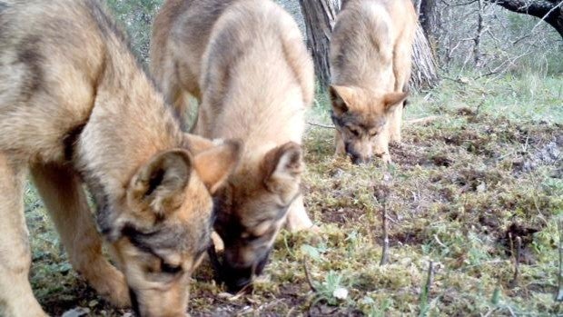 La Audiencia Nacional rechaza suspender cautelarmente la orden que prohíbe la caza del lobo al norte del Duero