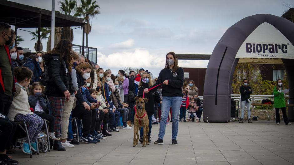 Emotivos «finales felices» en el desfile de perros abandonados en Bioparc Valencia