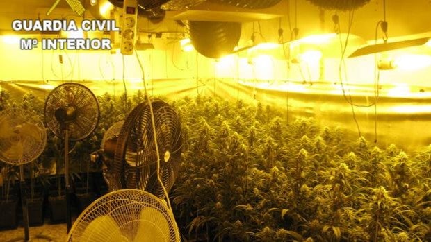 Cinco detenidos de una misma familia por cultivar marihuana en Sonseca