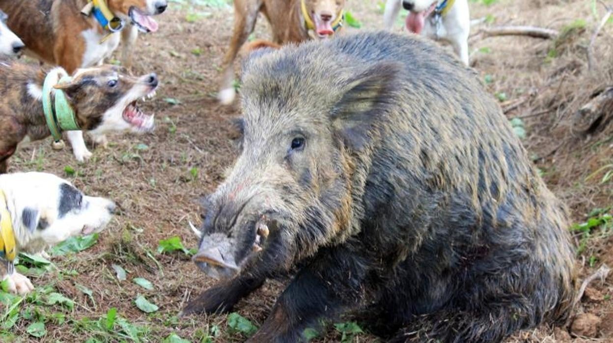 Imagen de un jabalí rodeado por cinco perros