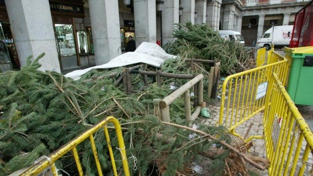 El Ayuntamiento comienza la campaña de recogida de árboles de Navidad