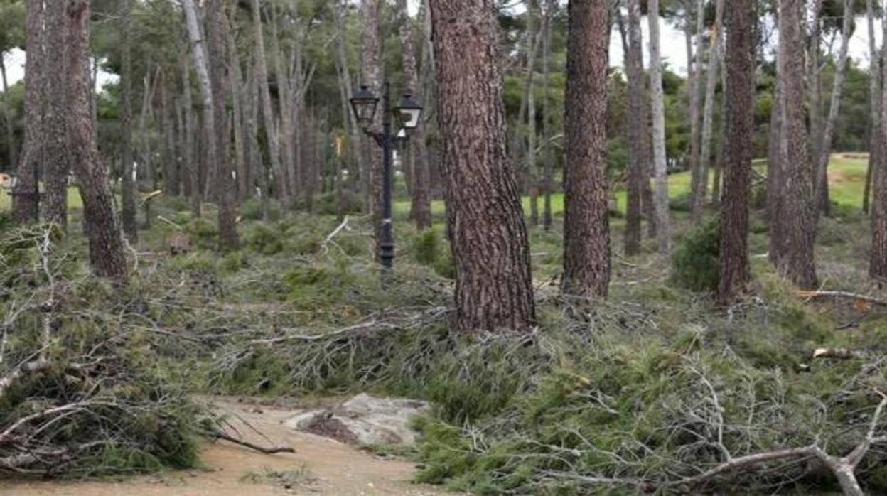 Labores de limpieza y entresacado en algunas de las zonas afectadas por Filomena