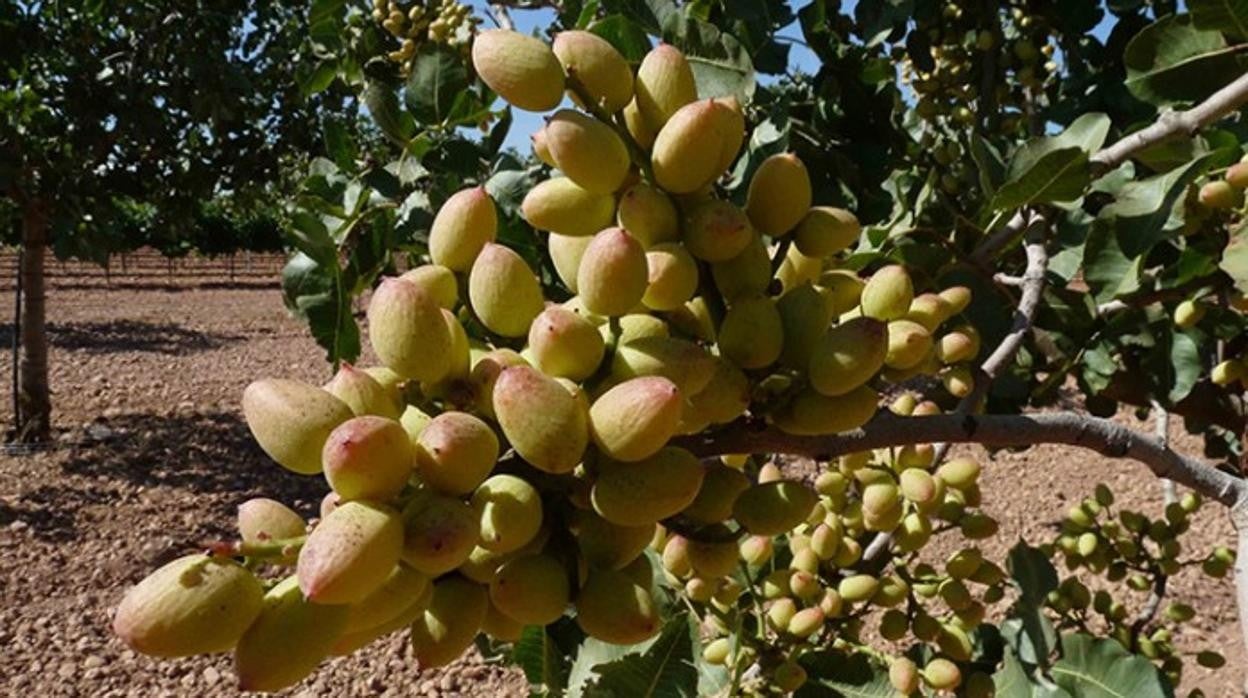 Más de 82% de la superficie de pistacho en España se encuentra en Castilla-La Mancha, líder en producción