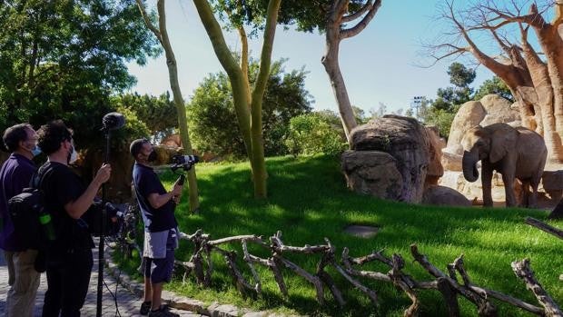 À Punt estrena una «docu-serie» con los parques Bioparc como protagonistas