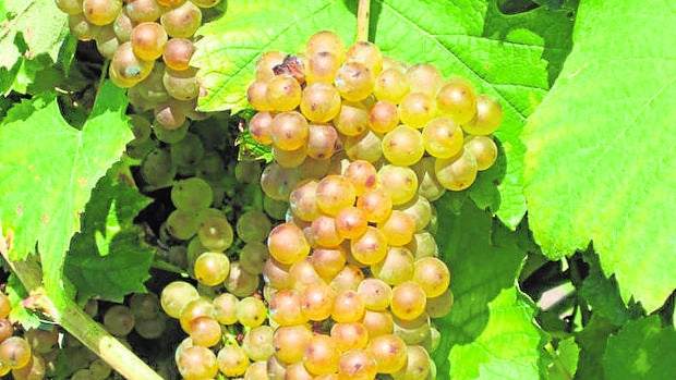 ‘Indiana Jones’ al rescate de tesoros vitivinícolas