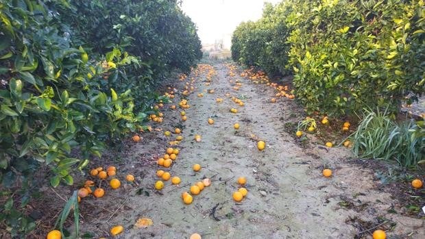 Mensaje desesperado de Asaja Alicante: 50 millones de pérdidas en el primer tramo de la campaña de la naranja