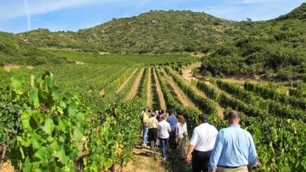 Enoturismo y gastronomía, los ejes de promoción de Castilla-La Mancha en Fitur 2022