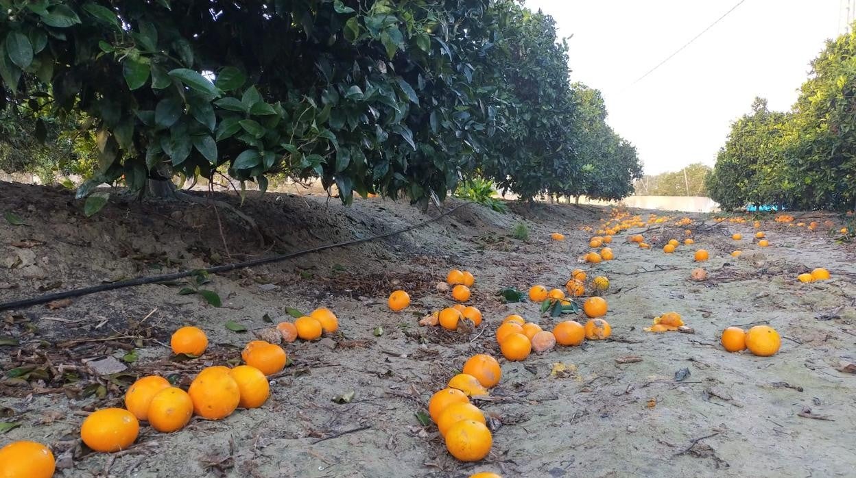 Naranjas sin recoger en un campo alicantino