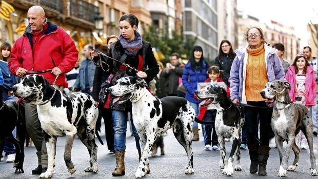 Valencia acoge este domingo la tradicional bendición de animales y eucaristía solemne en honor a San Antonio Abad