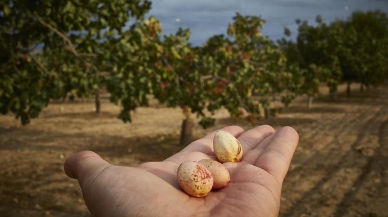 Un agricultor sujeta unos pistachos en una plantación de este cultivo