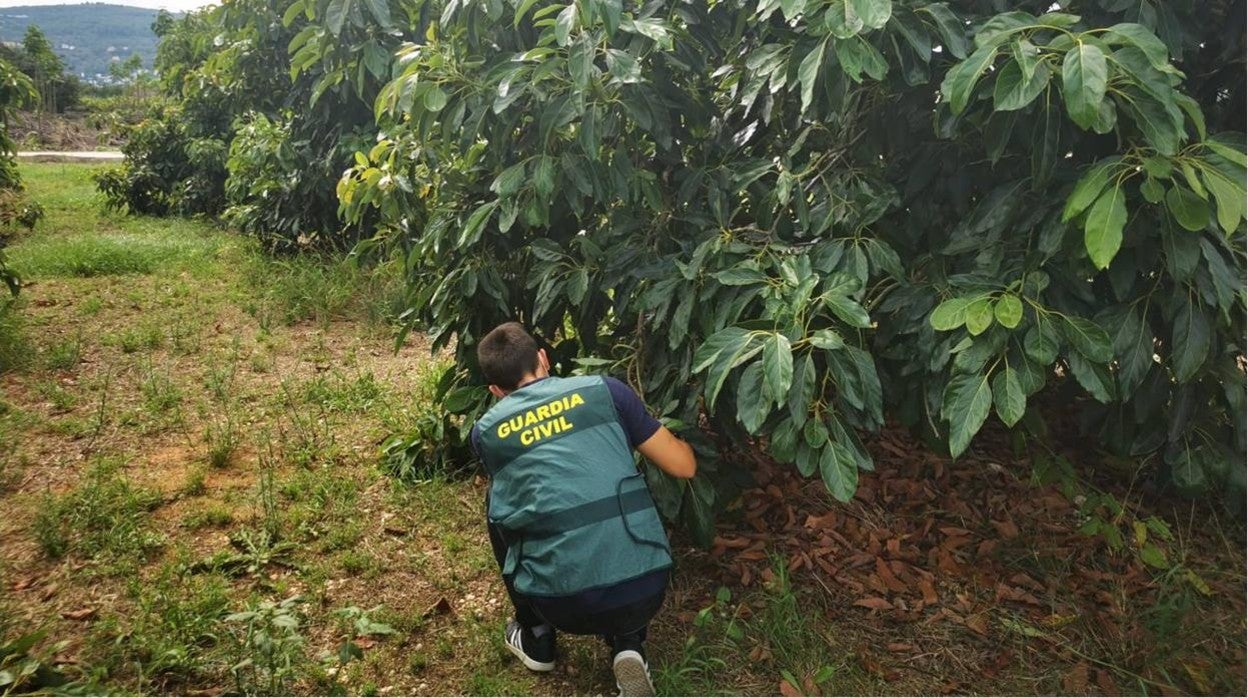 Imagen facilitada por la Guardia Civil de una plantación de aguacates