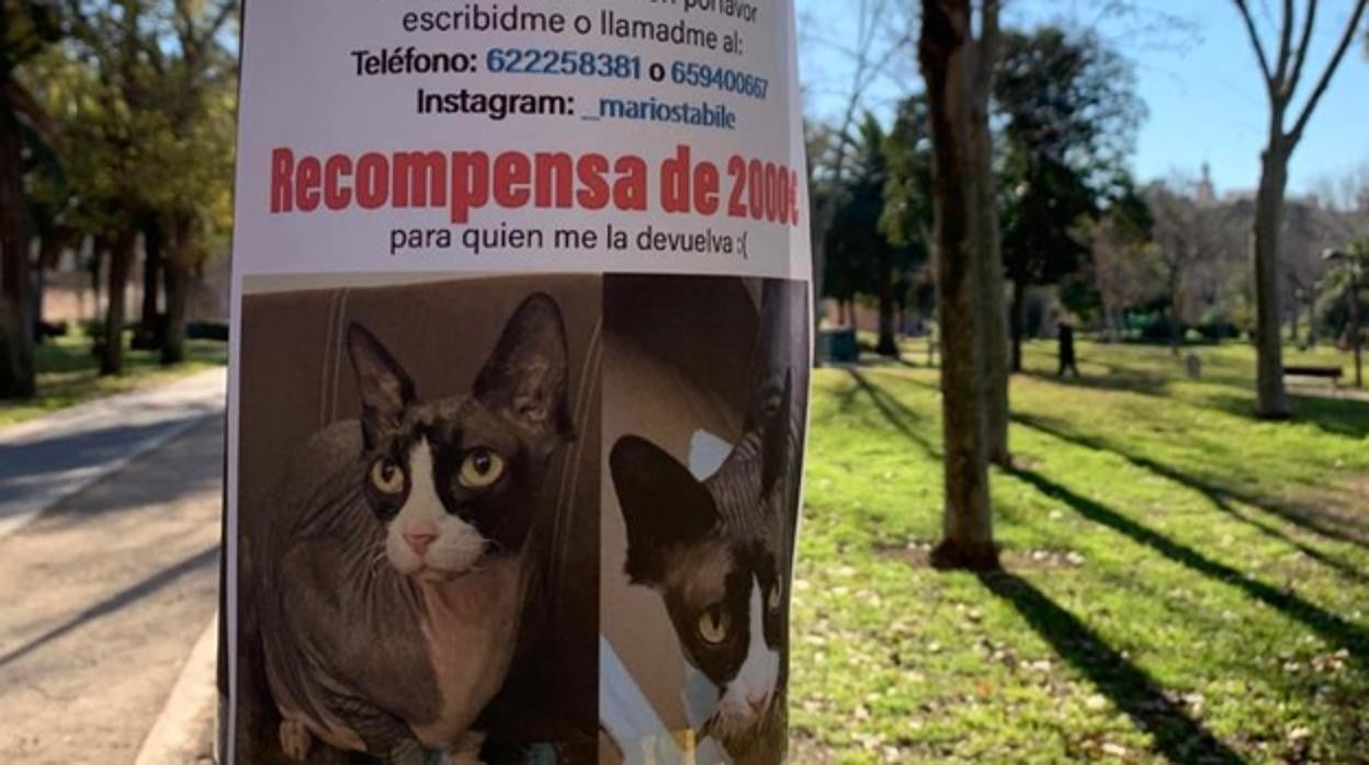 Cartel anunciador de la recompensa por encontrar a la gata de Mario, colgado en un parque en Valencia