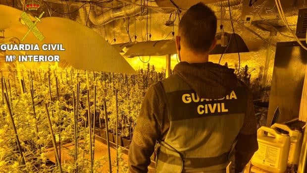 La Guardia Civil halla 600 plantas de marihuana en un chalet y detiene a un hombre en Valencia