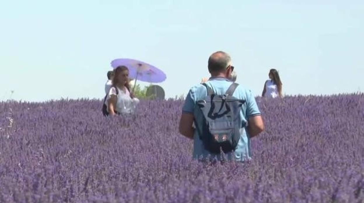 En Brihuega se construirá el museo destinado a la lavanda