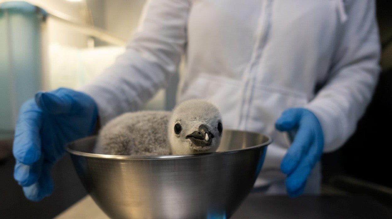 Pesaje de una cría de pingüino en Loro Parque