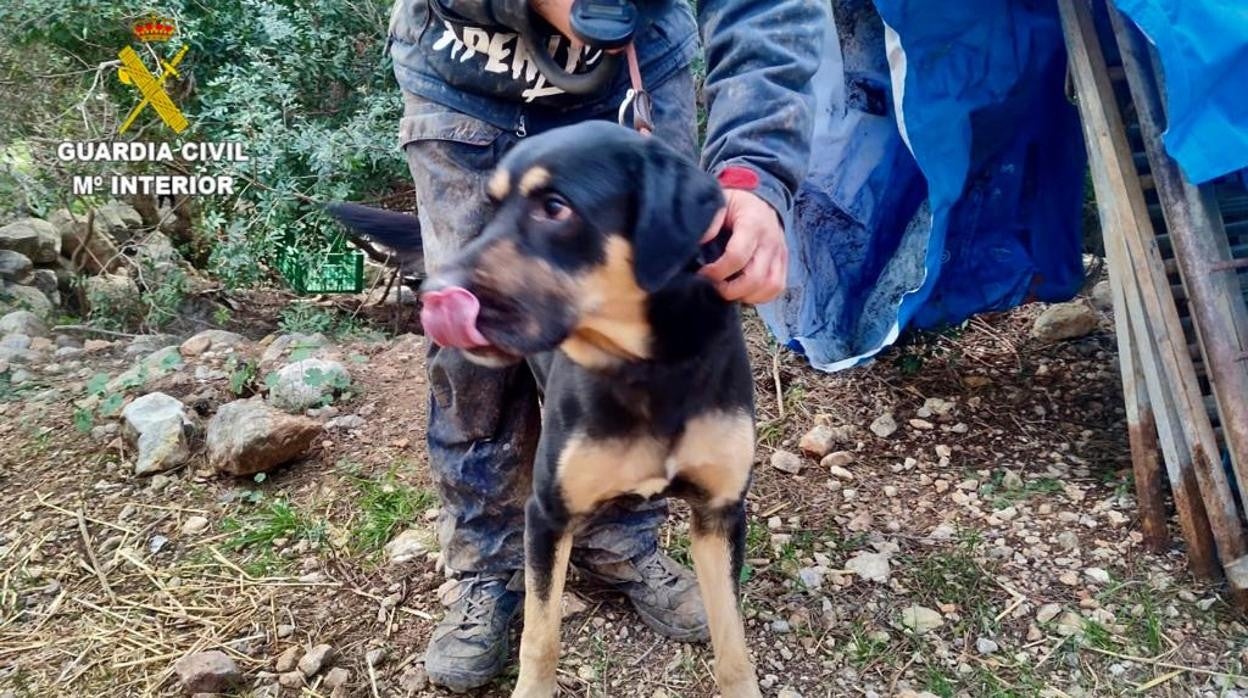 La Guardia Civil aparta un perro de su dueño, condenado por maltrato animal en Barcelona