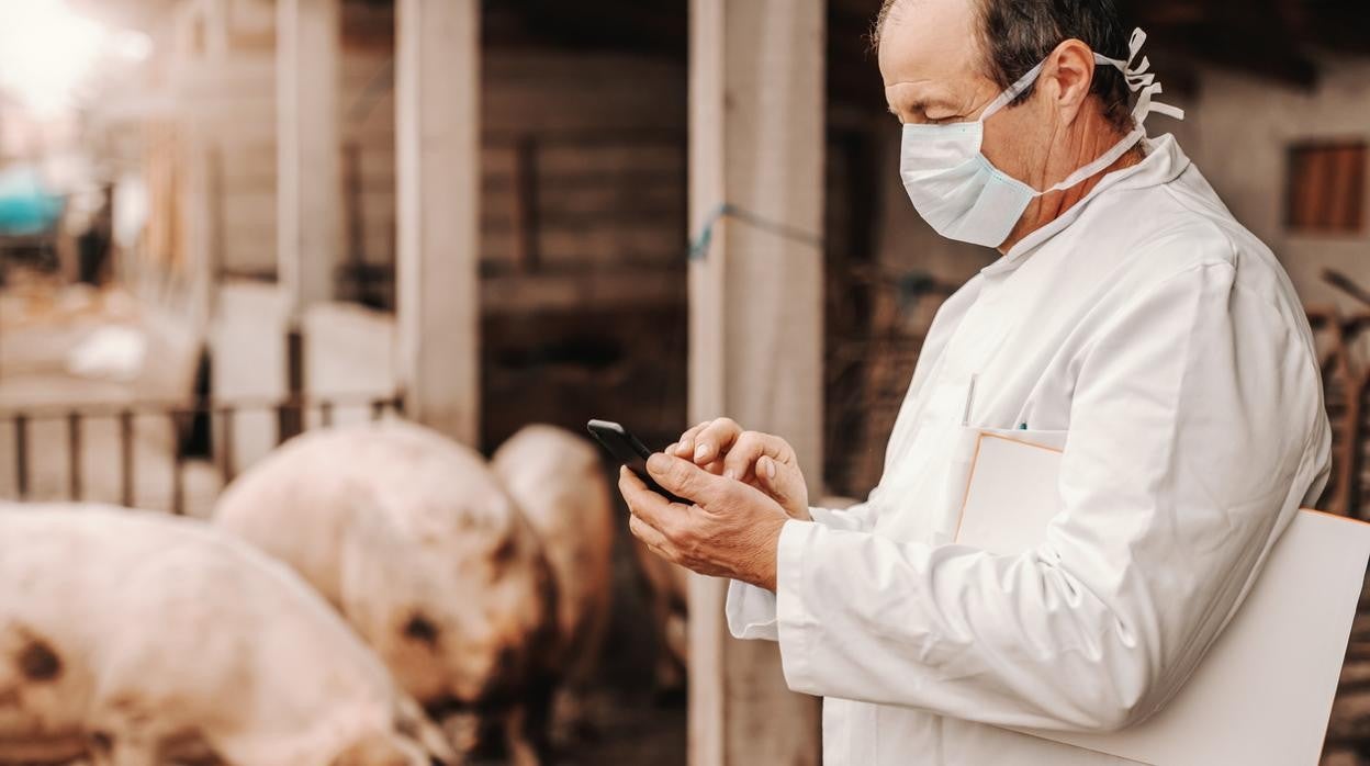 Los veterinarios responden de su trabajo de control sanitario animal