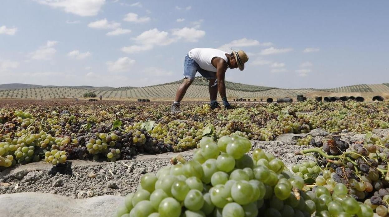 La Ley de la Viña y el Vino o la de Derechos LGTBI, entre las 6 normas que se aprobarán antes de verano