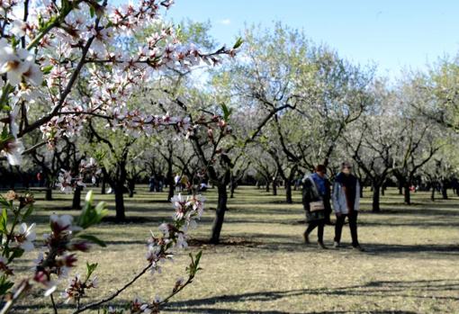 Almendros en flor en la Qinta de Los Molinos