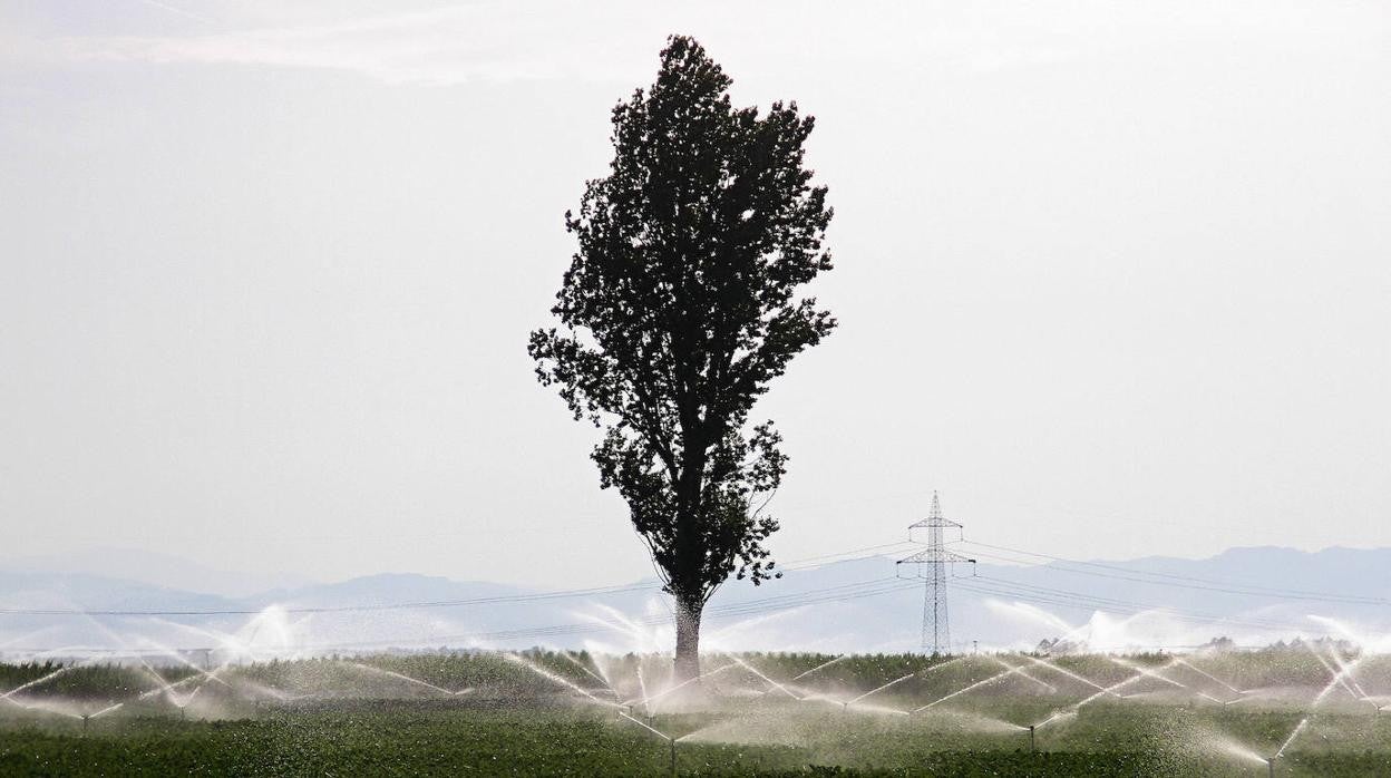 Campos de cultivo de remolacha