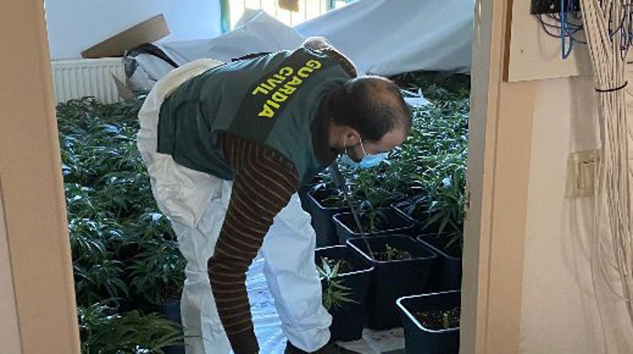 Una de las dos plantaciones indoor de marihuana ubicadas en la localidad de Puente del Congosto (Salamanca)