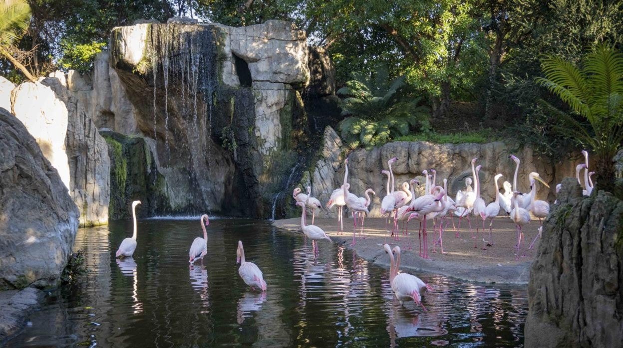 Imagen de un grupo de flamencos en el parque Bioparc de Valencia