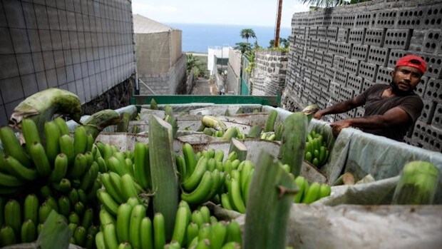 De 20 minutos a dos horas, los agricultores de La Palma se quedan sin lanzaderas