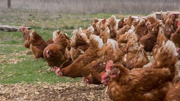 Declarado un foco de gripe aviar en una explotación de gallinas ponedoras en Íscar