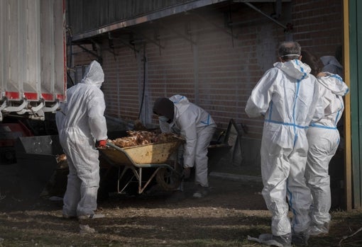 Más de 133.750 gallinas, sacrificadas en Valladolid por un foco de gripe aviar