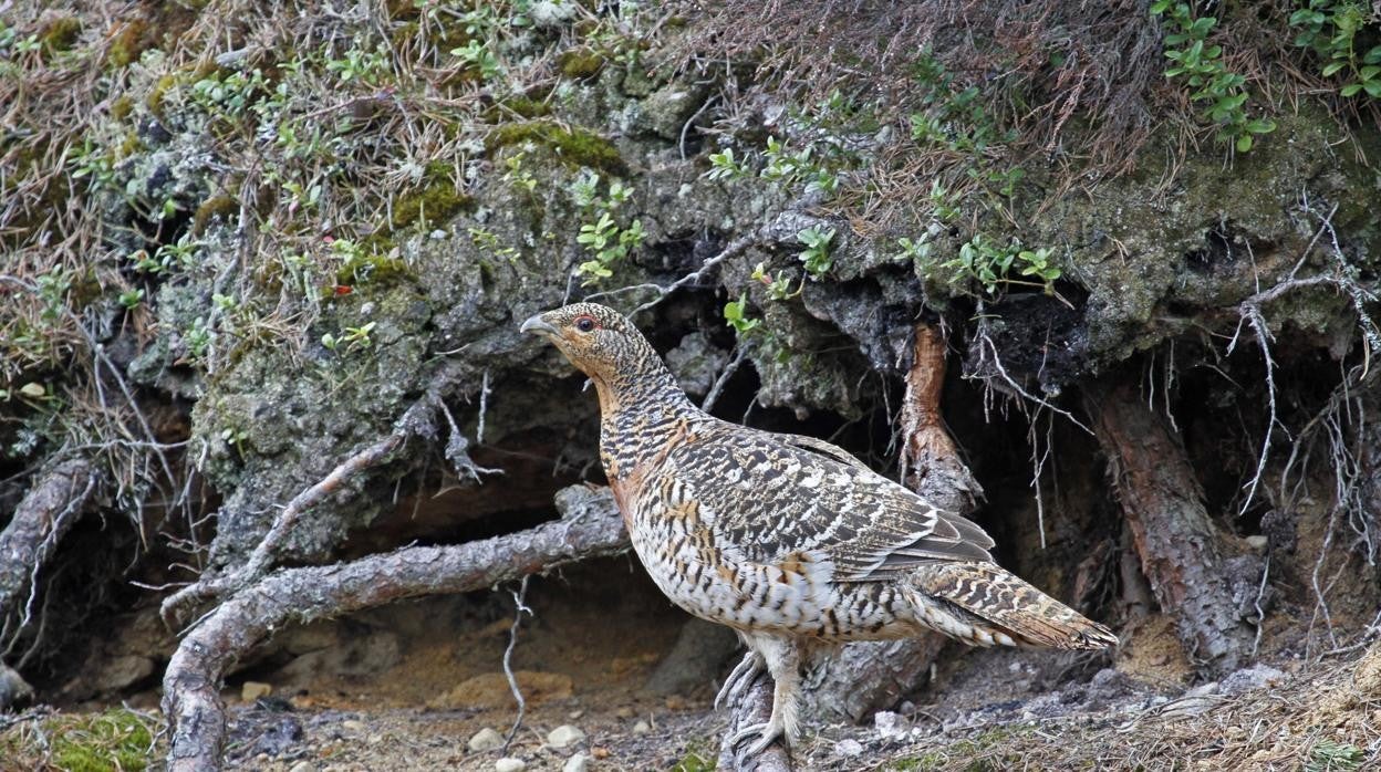 Especie de urogallo cantábrico