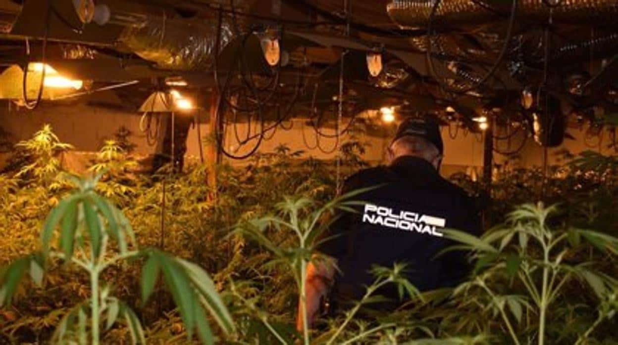 Desmantelada una plantación &#039;indoor&#039; de cultivo ilegal de marihuana en Guadalajara con 1.299 plantas