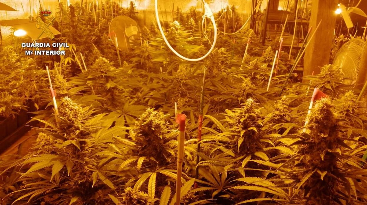 Detenido en un hombre por cultivar en su domicilio de Villacuende (Palencia) 456 plantas de marihuana