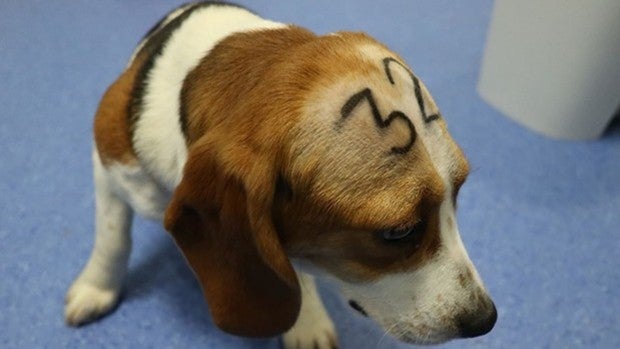 Un cachorro de Beagle