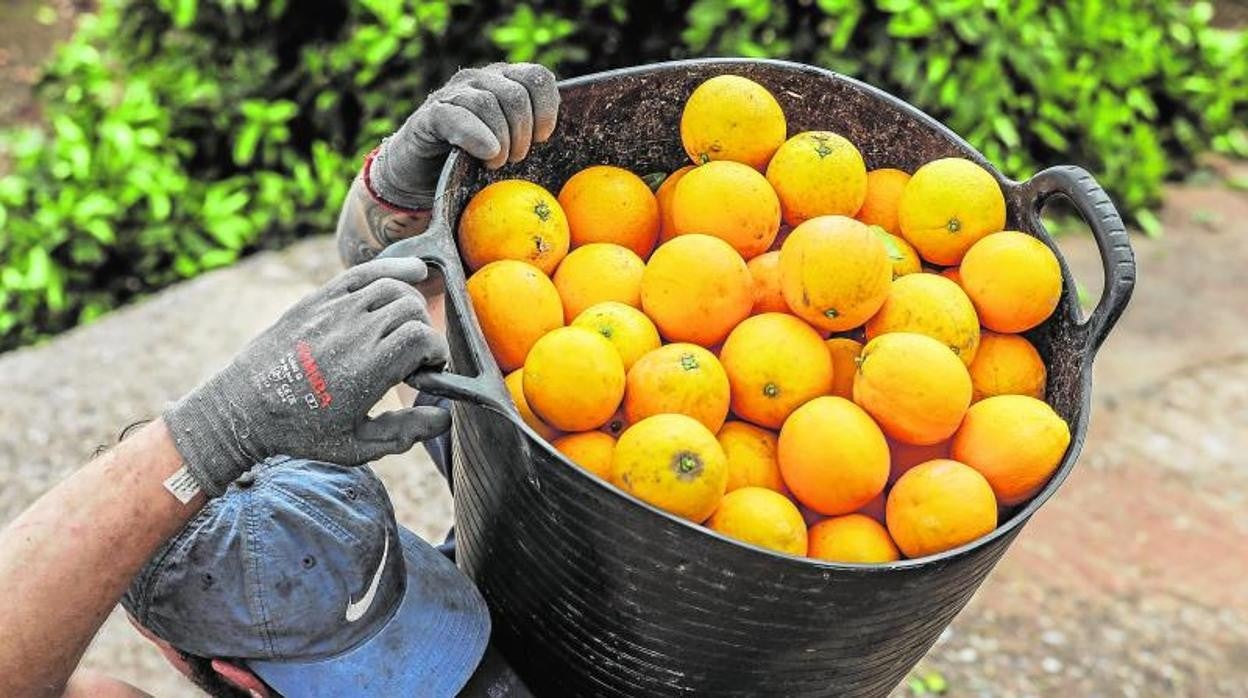 Recogida de naranjas