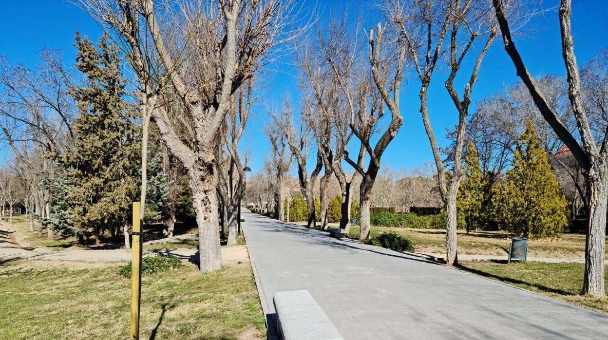 En primer plano, un nuevo ejemplar de árbol en un paseo del parque de las Tres Culturas