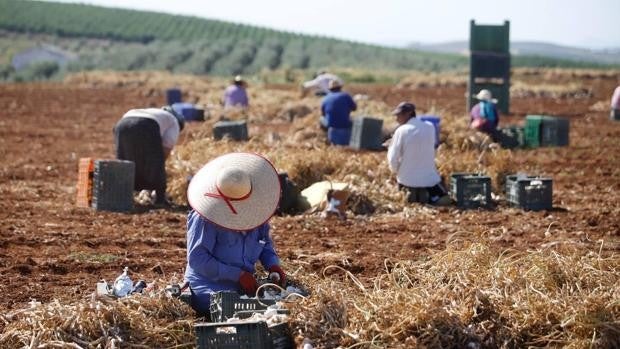 Menos producción y hectáreas de ajos en Castilla-La Mancha por la falta de riego