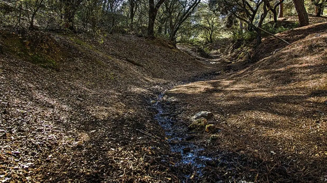 El 12 de marzo se plantarán 365 árboles autóctonos en el entorno de la  Fuente del Moro