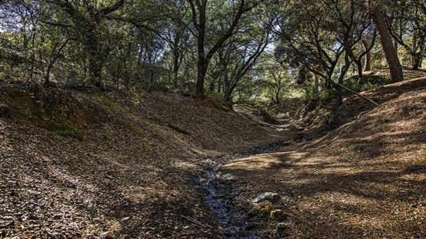 El 12 de marzo se plantarán 365 árboles autóctonos en el entorno de la Fuente del Moro