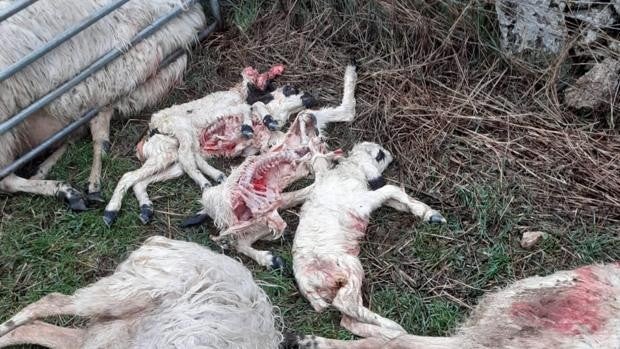 Sendos ataques de lobo en menos de 48 horas acaban con la vida de 27 ovejas en Villamor de la Ladre (Zamora)