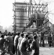 Operarios bajando al nuevo elefante que llegó al Retiro en 1930