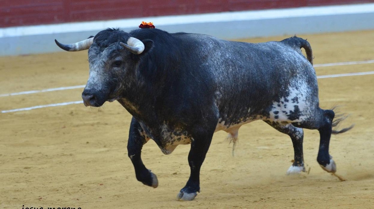 Los festejos de Villaseca tienen un gran tirón popular debido a la seriedad de los novillos