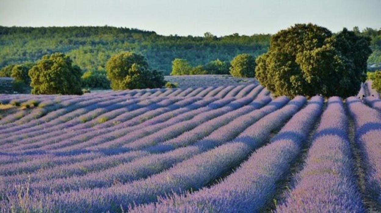 Castilla-La Mancha envía al Ministerio su documento técnico en defensa de la lavanda avalado por la UCLM y el Iriaf